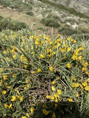 Genista salzmannii