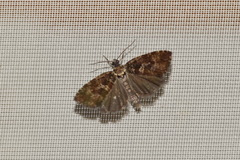 Pseudohermenias abietana