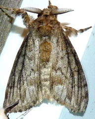 Dasychira atrivenosa