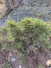 Anthyllis hermanniae corsica