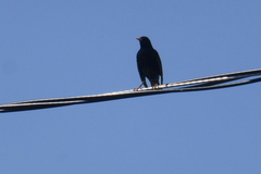 Sturnus vulgaris
