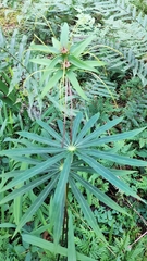 Paris polyphylla stenophylla