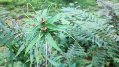 Paris polyphylla stenophylla
