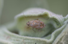 Pachyxyphus lineellus