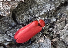 Pyrochroa coccinea