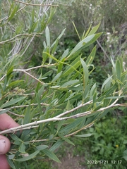 Salix vinogradovii