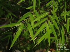 Arthrostylidium