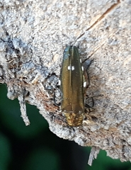 Agrilus