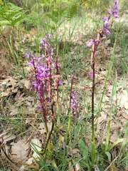 Orchis mascula laxifloriformis