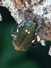 Agrilus