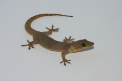 Hemidactylus garnotii