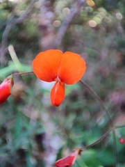 Hylodesmum repandum