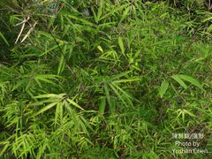 Arthrostylidium