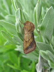 Pyrrhia purpura