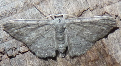 Idaea violacearia