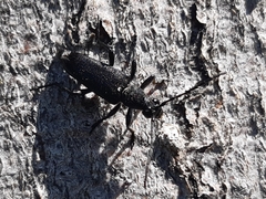 Stictoleptura scutellata