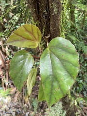 Begonia poculifera image