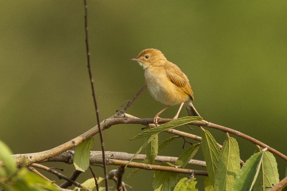 Foxy Cisticola (Cisticola troglodytes)