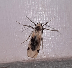 Thysanoptyx tetragona