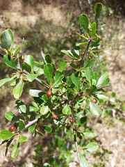 Rhamnus lycioides