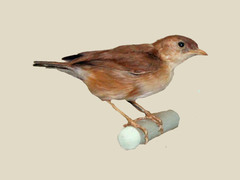 Foxy Cisticola photo 2