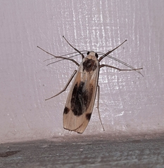 Thysanoptyx tetragona