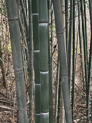 Phyllostachys edulis