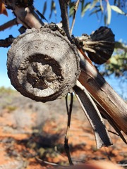 Eucalyptus youngiana