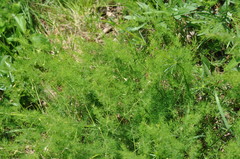 Asparagus tenuifolius