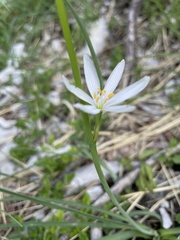 Anthericum liliago