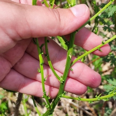 Asparagus schoberioides