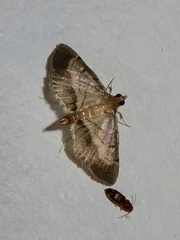 Cnaphalocrocis bilinealis