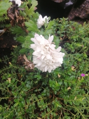 Chrysanthemum morifolium
