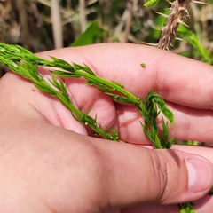 Asparagus schoberioides