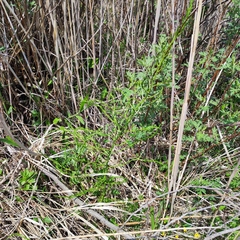 Asparagus schoberioides