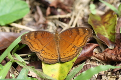 Junonia hedonia