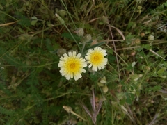 Andryala integrifolia