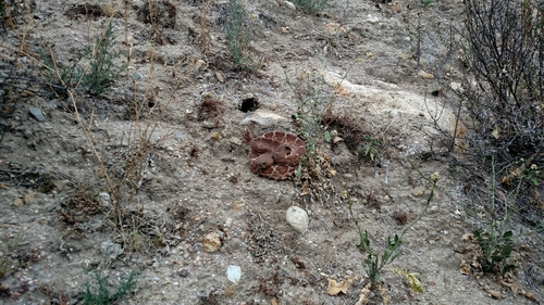 Crotalus ruber