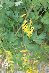 Corydalis heterocarpa