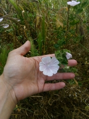 Malva hispanica