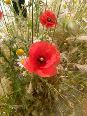 Papaver rhoeas