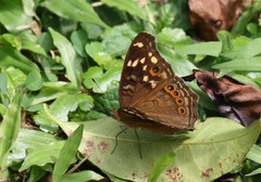 Junonia erigone