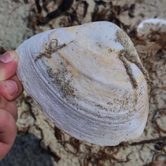 Spisula sachalinensis