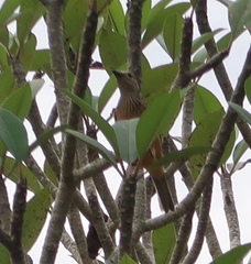 Chlamydera cerviniventris