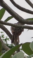 Chlamydera cerviniventris