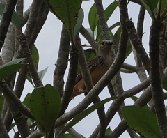 Chlamydera cerviniventris