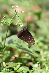 Euploea mulciber