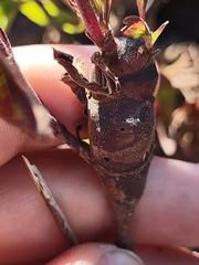 Procecidochares utilis