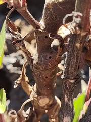 Procecidochares utilis