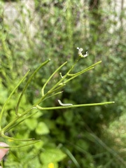 Anthocharis cardamines